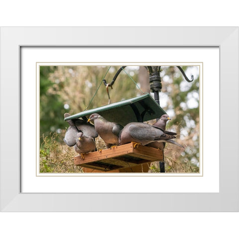 Flock of Band-tailed Pigeons cramming into a birdfeeder White Modern Wood Framed Art Print with Double Matting by Horton, Janet