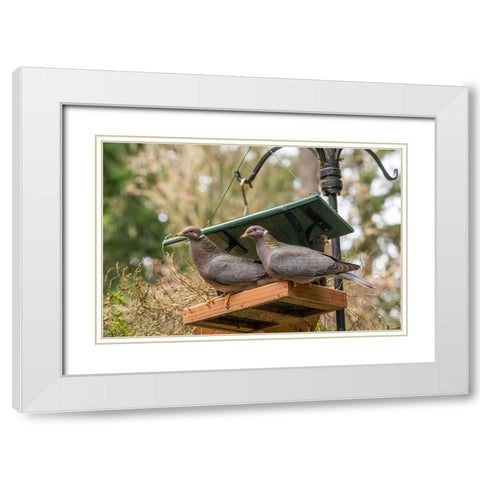 Two Band-tailed Pigeons in a birdfeeder White Modern Wood Framed Art Print with Double Matting by Horton, Janet