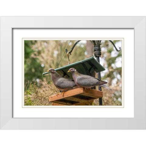 Two Band-tailed Pigeons in a birdfeeder White Modern Wood Framed Art Print with Double Matting by Horton, Janet