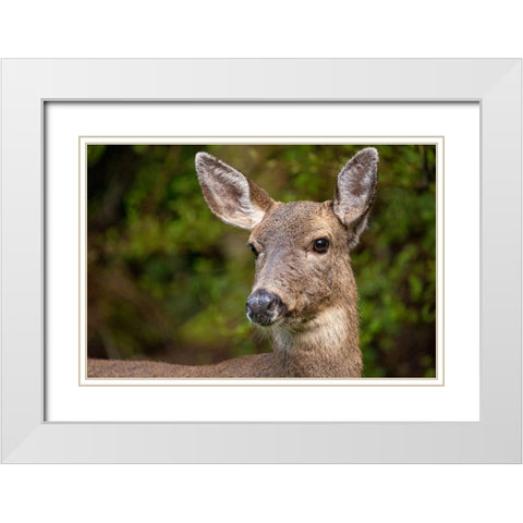 Black-tailed doe White Modern Wood Framed Art Print with Double Matting by Horton, Janet