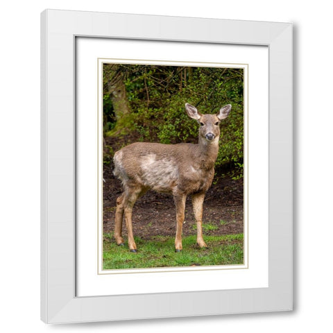 Black-tailed doe with mange White Modern Wood Framed Art Print with Double Matting by Horton, Janet