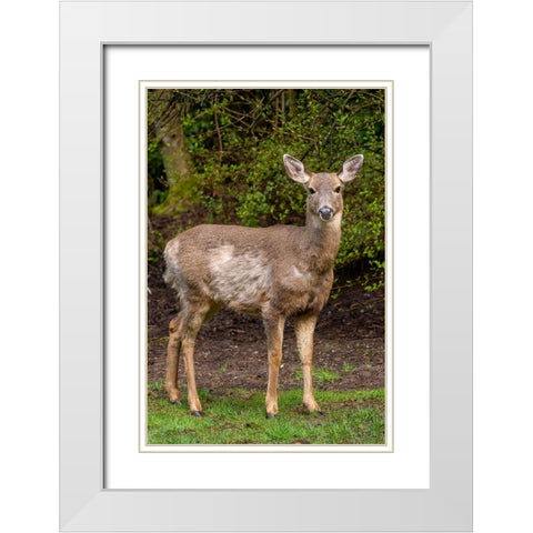 Black-tailed doe with mange White Modern Wood Framed Art Print with Double Matting by Horton, Janet