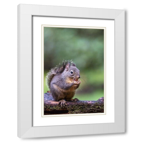 Douglas Squirrel standing on a log eating a peanut White Modern Wood Framed Art Print with Double Matting by Horton, Janet