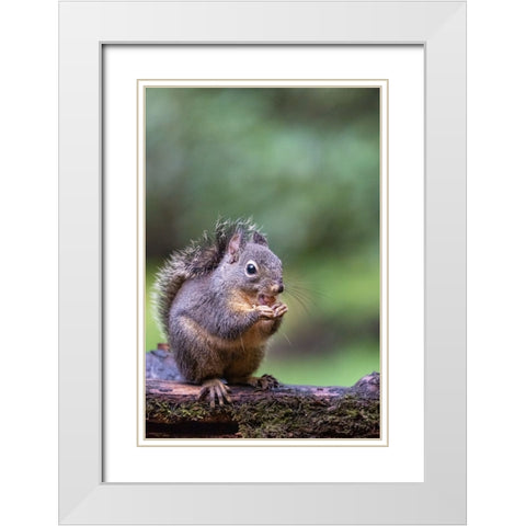 Douglas Squirrel standing on a log eating a peanut White Modern Wood Framed Art Print with Double Matting by Horton, Janet