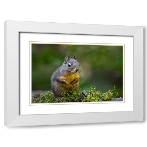 Douglas Squirrel standing on back paws on a moss-covered log White Modern Wood Framed Art Print with Double Matting by Horton, Janet