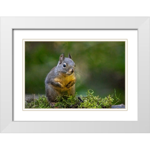 Douglas Squirrel standing on back paws on a moss-covered log White Modern Wood Framed Art Print with Double Matting by Horton, Janet