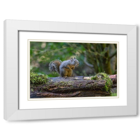 Douglas Squirrel vocalizing on a moss-covered log White Modern Wood Framed Art Print with Double Matting by Horton, Janet