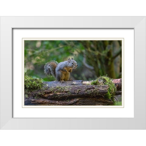 Douglas Squirrel vocalizing on a moss-covered log White Modern Wood Framed Art Print with Double Matting by Horton, Janet