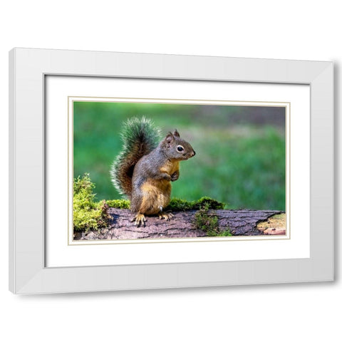 Douglas Squirrel standing on back paws on a moss-covered log White Modern Wood Framed Art Print with Double Matting by Horton, Janet
