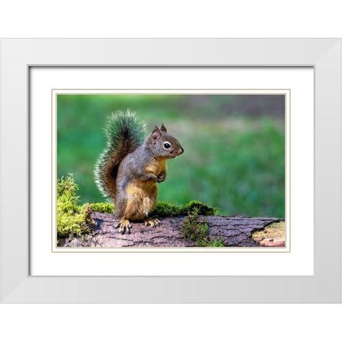 Douglas Squirrel standing on back paws on a moss-covered log White Modern Wood Framed Art Print with Double Matting by Horton, Janet