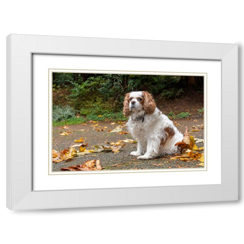 Cavalier King Charles Spaniel-on her driveway in Autumn-PR White Modern Wood Framed Art Print with Double Matting by Horton, Janet