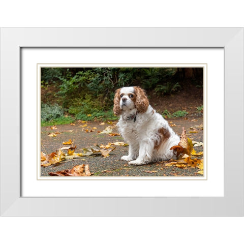 Cavalier King Charles Spaniel-on her driveway in Autumn-PR White Modern Wood Framed Art Print with Double Matting by Horton, Janet