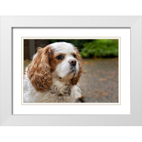 Cavalier King Charles Spaniel-on her driveway in Autumn-PR White Modern Wood Framed Art Print with Double Matting by Horton, Janet