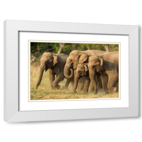 Asian elephants-small herd-Corbett National Park-India White Modern Wood Framed Art Print with Double Matting by Rajput, Jagdeep