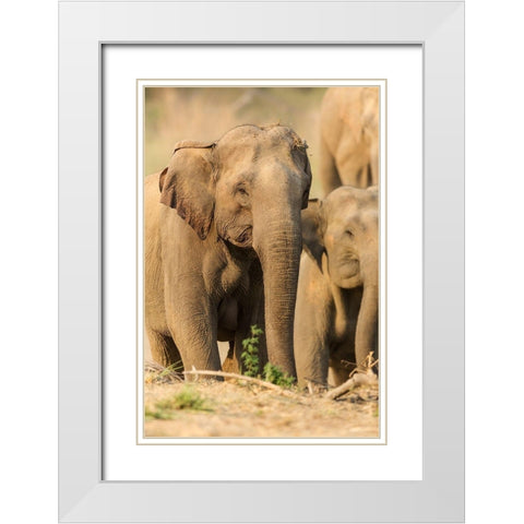 Asian Elephant (female)-Corbett National Park-India White Modern Wood Framed Art Print with Double Matting by Rajput, Jagdeep