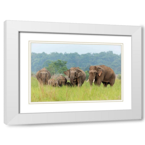 Asian Elephant family-Corbett National Park-India White Modern Wood Framed Art Print with Double Matting by Rajput, Jagdeep