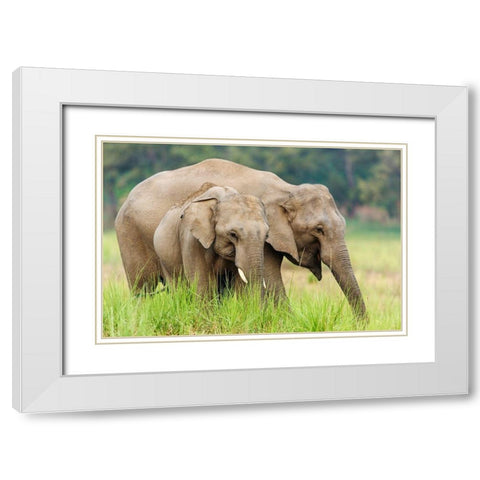 Asian Elephants-Corbett National Park-India White Modern Wood Framed Art Print with Double Matting by Rajput, Jagdeep