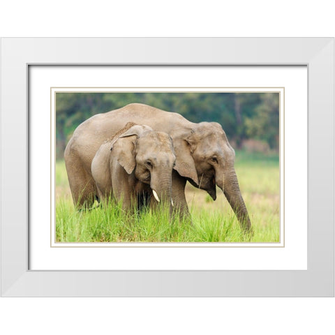 Asian Elephants-Corbett National Park-India White Modern Wood Framed Art Print with Double Matting by Rajput, Jagdeep