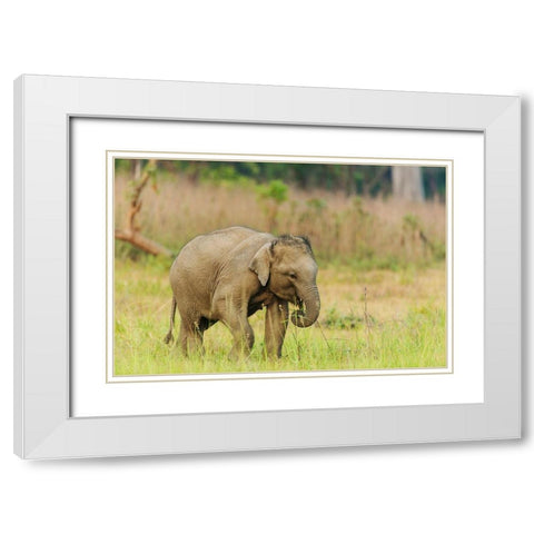Asian Elephant calf Corbett National Park-India White Modern Wood Framed Art Print with Double Matting by Rajput, Jagdeep