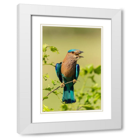 Indian Roller-Corbett National Park-India White Modern Wood Framed Art Print with Double Matting by Rajput, Jagdeep