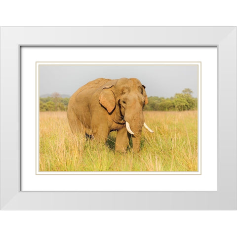 Musth Tusker in the grassland-Corbett National Park-India White Modern Wood Framed Art Print with Double Matting by Rajput, Jagdeep