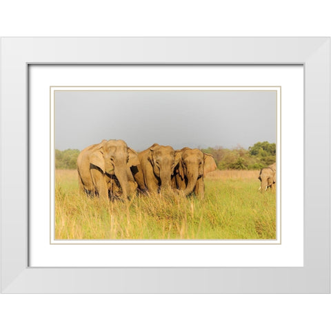 Asian Elephants in the meadows-Corbett National Park-India White Modern Wood Framed Art Print with Double Matting by Rajput, Jagdeep