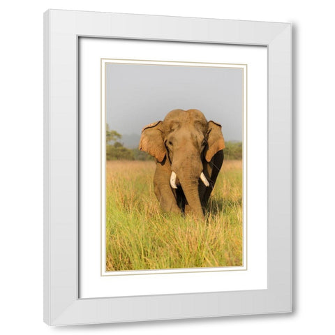 Musth Asian Elephant in the grassland-Corbett National Park-India White Modern Wood Framed Art Print with Double Matting by Rajput, Jagdeep