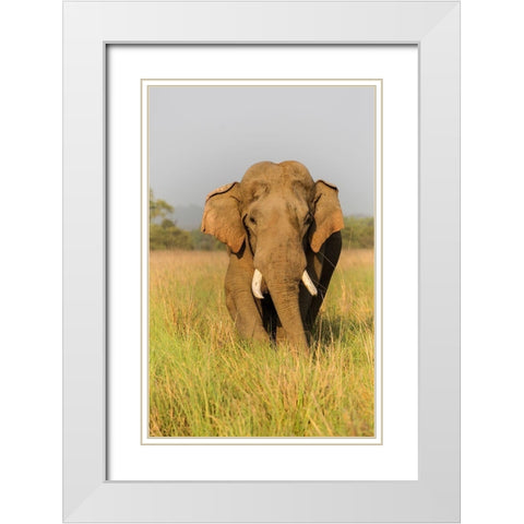 Musth Asian Elephant in the grassland-Corbett National Park-India White Modern Wood Framed Art Print with Double Matting by Rajput, Jagdeep