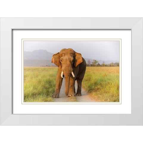 Musth Tusker on the track-Corbett National Park-India White Modern Wood Framed Art Print with Double Matting by Rajput, Jagdeep