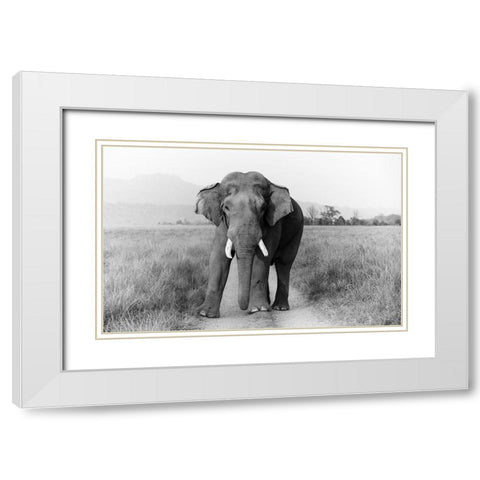 Musth Tusker on the track-Corbett National Park-India White Modern Wood Framed Art Print with Double Matting by Rajput, Jagdeep