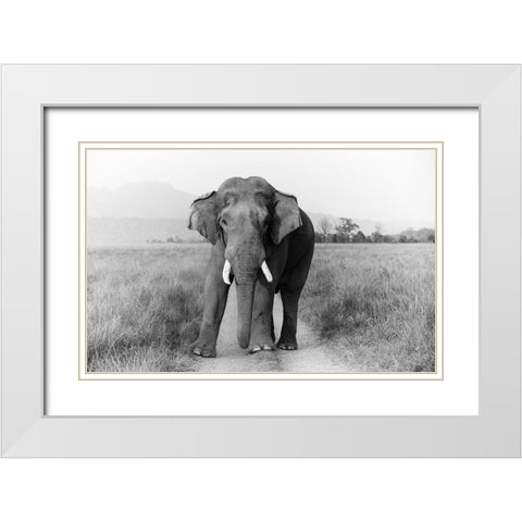 Musth Tusker on the track-Corbett National Park-India White Modern Wood Framed Art Print with Double Matting by Rajput, Jagdeep