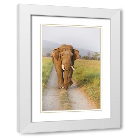 Musth Tusker on the jungle track-Corbett National Park-India White Modern Wood Framed Art Print with Double Matting by Rajput, Jagdeep