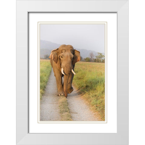 Musth Tusker on the jungle track-Corbett National Park-India White Modern Wood Framed Art Print with Double Matting by Rajput, Jagdeep