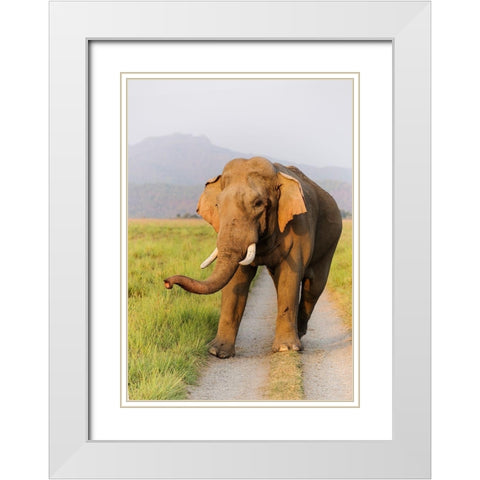 Musth Tusker on the jungle track-Corbett National Park-India White Modern Wood Framed Art Print with Double Matting by Rajput, Jagdeep
