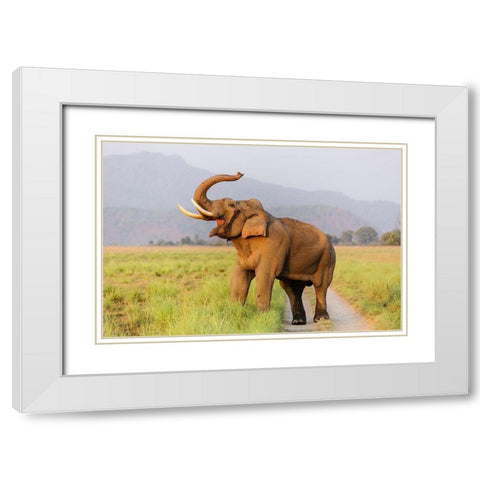 Musth Tusker on the jungle track-Corbett National Park-India White Modern Wood Framed Art Print with Double Matting by Rajput, Jagdeep