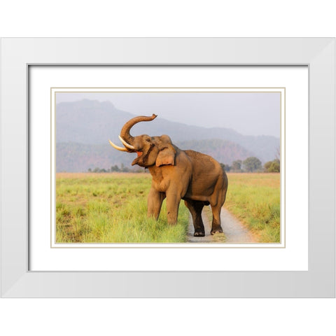 Musth Tusker on the jungle track-Corbett National Park-India White Modern Wood Framed Art Print with Double Matting by Rajput, Jagdeep