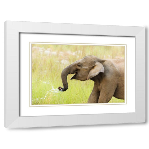 Asian Elephant drinking water-Corbett National Park-India White Modern Wood Framed Art Print with Double Matting by Rajput, Jagdeep