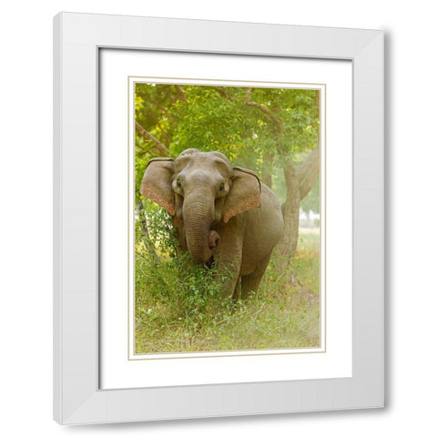 Asian Elephant on the edge of forest Corbett National Park-India White Modern Wood Framed Art Print with Double Matting by Rajput, Jagdeep
