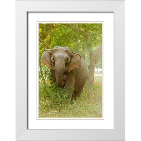 Asian Elephant on the edge of forest Corbett National Park-India White Modern Wood Framed Art Print with Double Matting by Rajput, Jagdeep