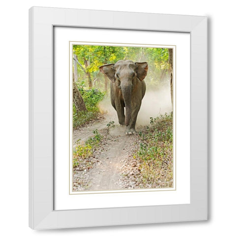 Asian Elephant charging Corbett National Park-India White Modern Wood Framed Art Print with Double Matting by Rajput, Jagdeep