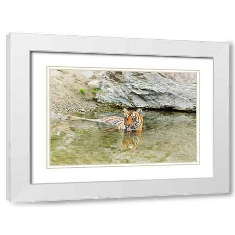 Tigress in the backwaters of Ramganga River Corbett National Park-India White Modern Wood Framed Art Print with Double Matting by Rajput, Jagdeep