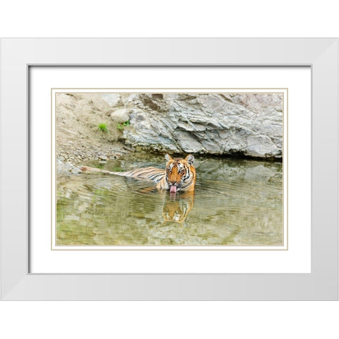 Tigress in the backwaters of Ramganga River Corbett National Park-India White Modern Wood Framed Art Print with Double Matting by Rajput, Jagdeep