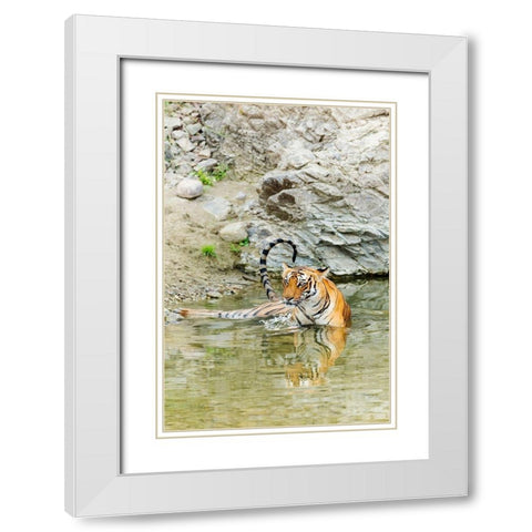 Tigress in the backwaters of Ramganga River Corbett National Park-India White Modern Wood Framed Art Print with Double Matting by Rajput, Jagdeep