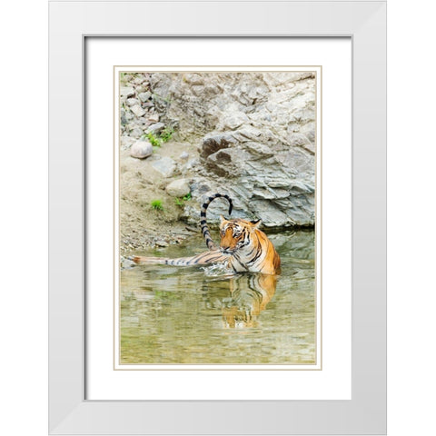 Tigress in the backwaters of Ramganga River Corbett National Park-India White Modern Wood Framed Art Print with Double Matting by Rajput, Jagdeep