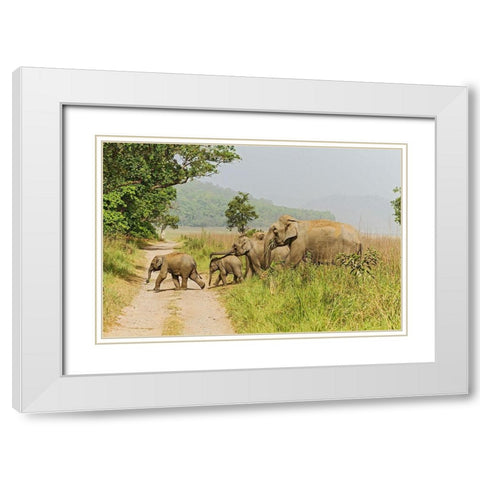 Asian Elephant family crossing the jungle track Corbett National Park-India White Modern Wood Framed Art Print with Double Matting by Rajput, Jagdeep