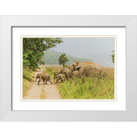 Asian Elephant family crossing the jungle track Corbett National Park-India White Modern Wood Framed Art Print with Double Matting by Rajput, Jagdeep