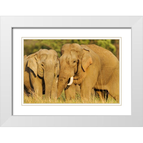 Courting pair of Asian Elephants Corbett National Park-India White Modern Wood Framed Art Print with Double Matting by Rajput, Jagdeep