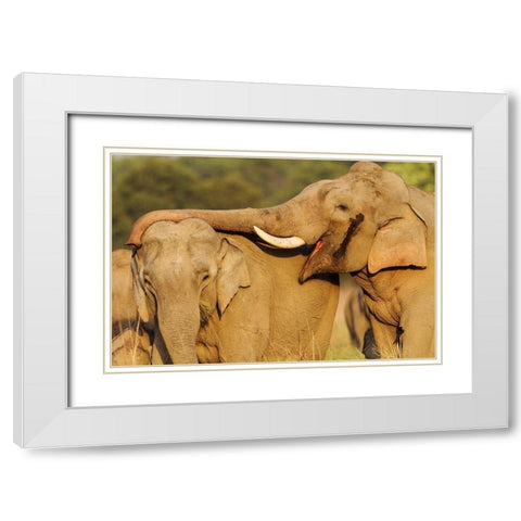 Courting pair of Asian Elephants Corbett National Park-India White Modern Wood Framed Art Print with Double Matting by Rajput, Jagdeep