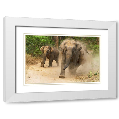 Asian Elephants charging-Corbett National Park-India White Modern Wood Framed Art Print with Double Matting by Rajput, Jagdeep