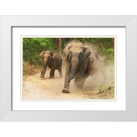 Asian Elephants charging-Corbett National Park-India White Modern Wood Framed Art Print with Double Matting by Rajput, Jagdeep